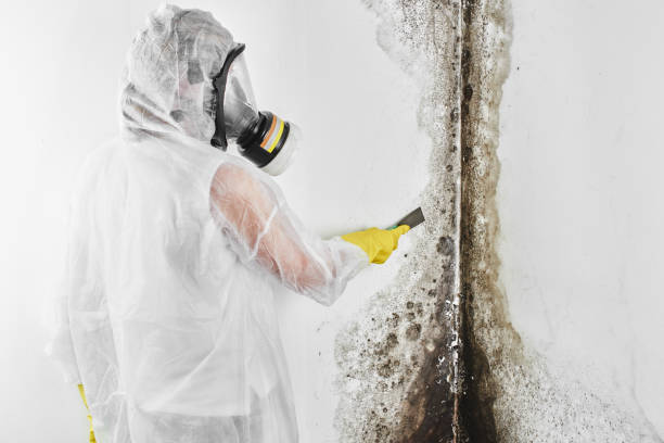 Best Residential Mold Removal  in Montrose, NY