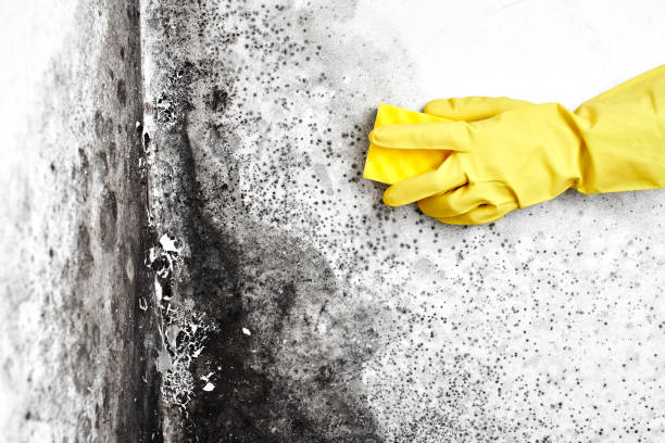 Home Mold Removal in Montrose, NY