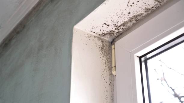 Best Fast Mold Removal  in Montrose, NY