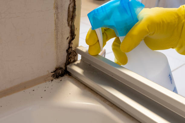Attic Mold Removal in Montrose, NY