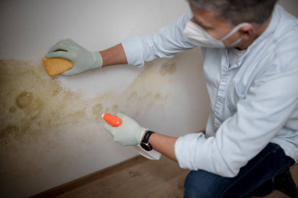 Best Attic Mold Removal  in Montrose, NY