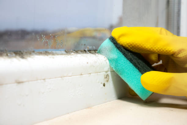 Crawl Space Mold Removal in Montrose, NY