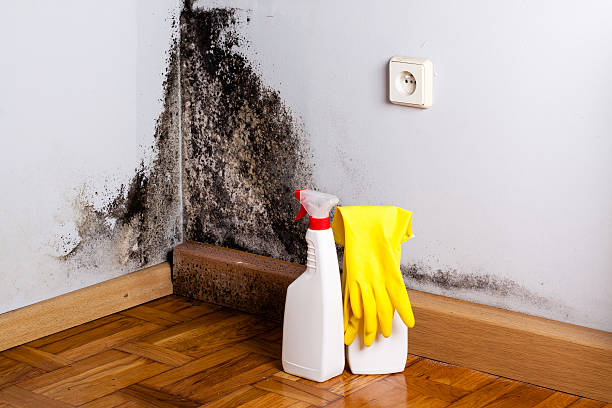 Best Crawl Space Mold Removal  in Montrose, NY