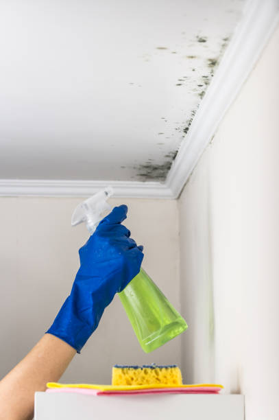 Best Toxic Mold Removal  in Montrose, NY